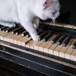 Des scientifiques ont composé une musique spécialement pour les chats